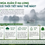 Khám Phá Khí Hậu Hạ Long 4 Mùa: Thời Điểm Lý Tưởng Để Du Lịch Vịnh Hạ Long